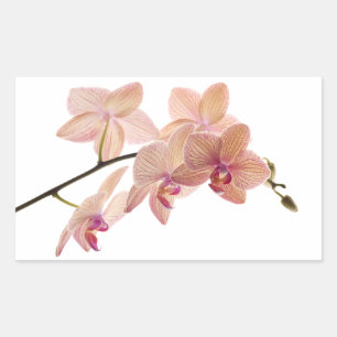 Rosa Dendrobium Orchid-Blume - Orchideenvorlage Rechteckiger Aufkleber