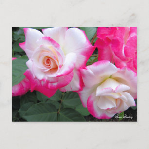 Rosa Destiny ［ carte postale]
