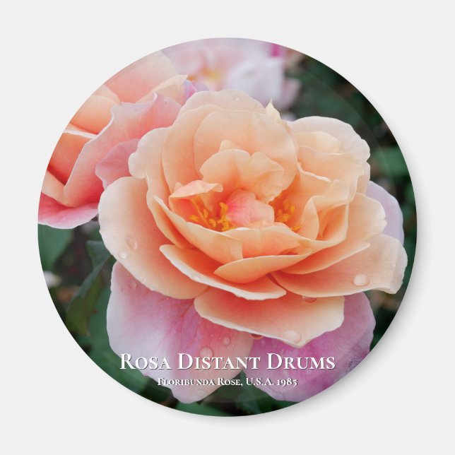 Rosa Distant Drums Magnet (Vorne)
