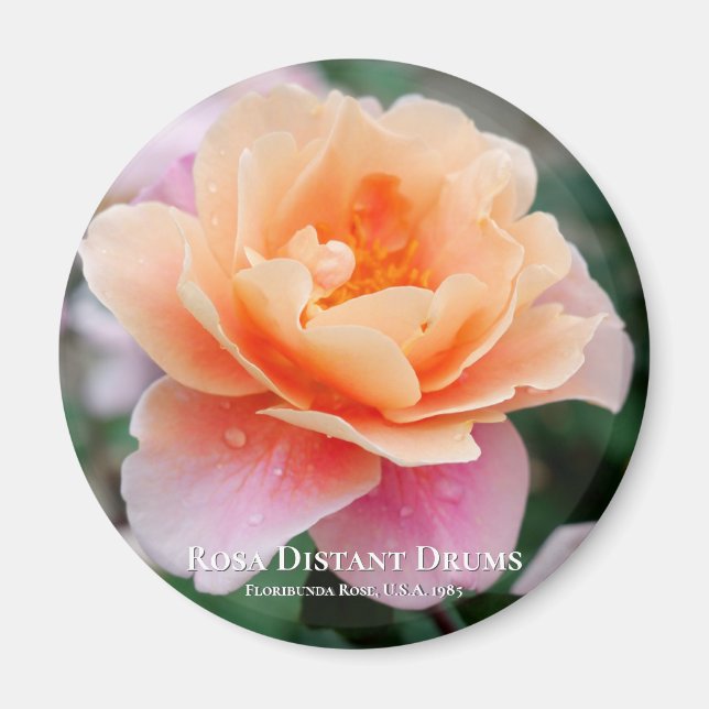 Rosa Distant Drums Magnet (Vorne)