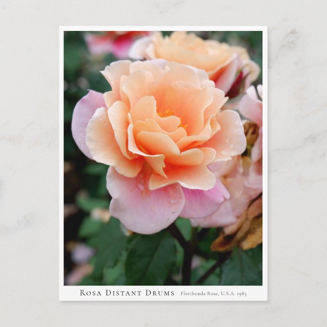 Rosa Distant Drums Postkarte (Vorderseite)