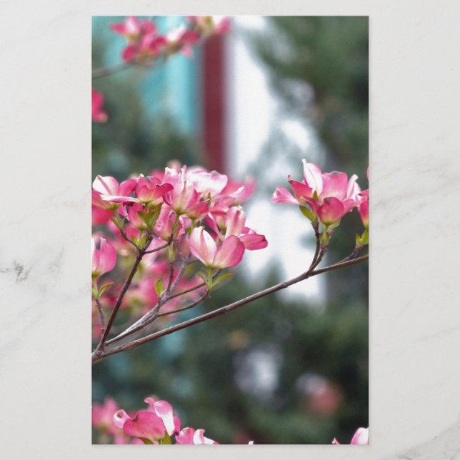 Rosa Dogwood (Vorderseite)