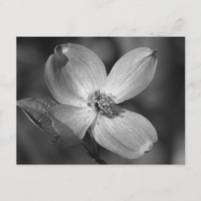 Rosa Dogwood Bloom Postkarte (Vorderseite)