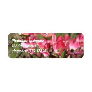Rosa Dogwood-Blume blüht Maladresse