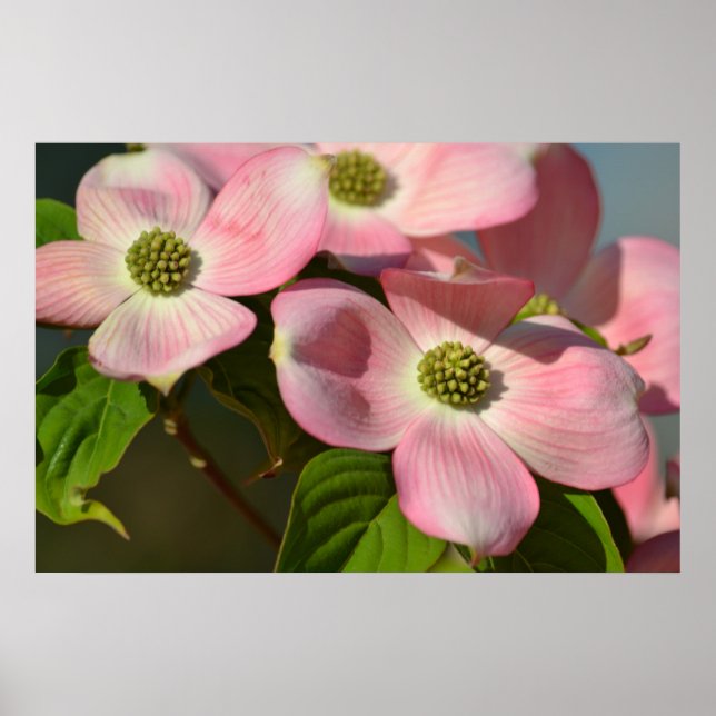 Rosa Dogwood-Blume Poster (Vorne)