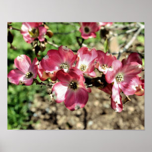 Rosa Dogwood-Blume Poster