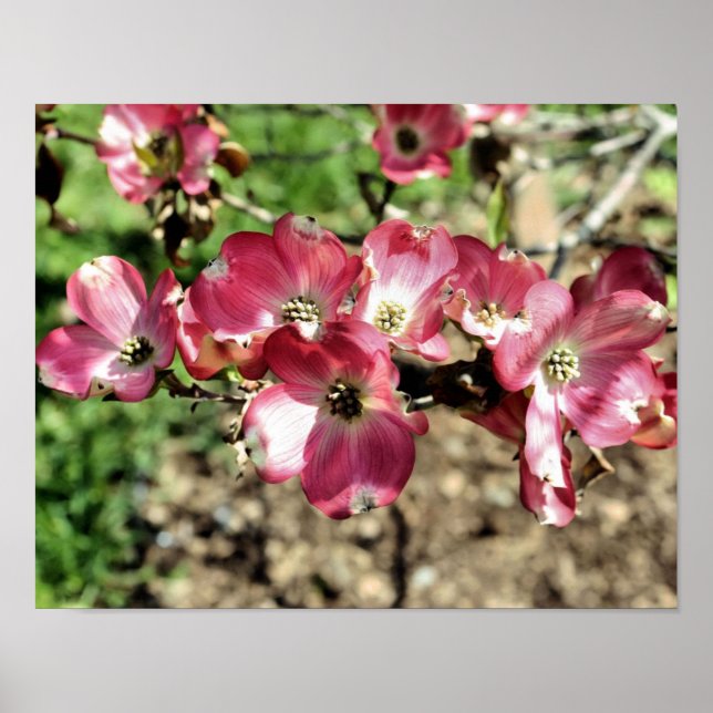 Rosa Dogwood-Blume Poster (Vorne)