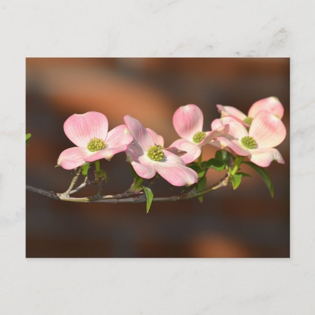 Rosa Dogwood-Blume Postkarte (Vorderseite)