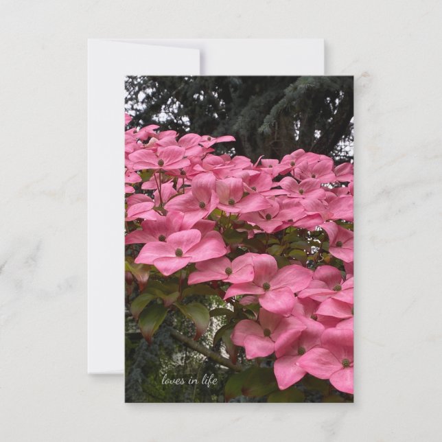Rosa Dogwood Mitteilungskarte (Vorderseite)