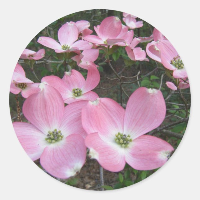 Rosa Dogwood Runder Aufkleber (Vorderseite)