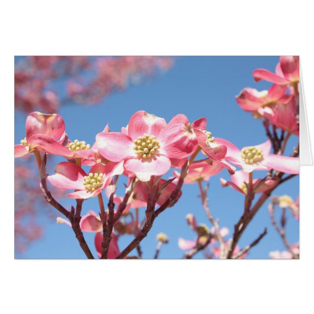 Rosa Dogwoods (Vorderseite (Horizontal))