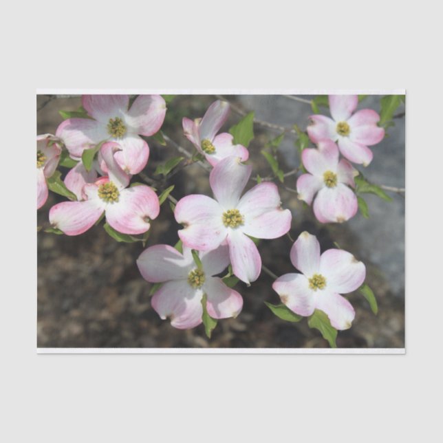 Rosa Dogwoods 1481 Seidenpapier (Vorderseite)