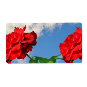 Rosa Don Juan mit blauem Himmel