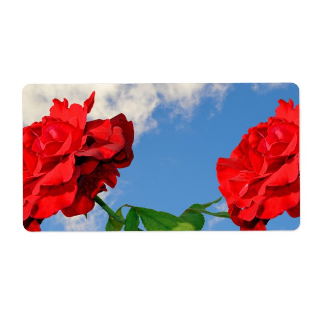 Rosa Don Juan mit blauem Himmel (Vorne)