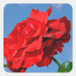 Rosa Don Juan mit blauem Himmel Quadratischer Aufkleber