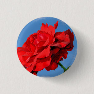 Rosa Don Juan Rose mit blauem Himmel Button