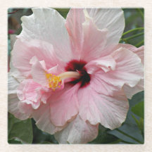 Rosa Doppelblume Hibiskus