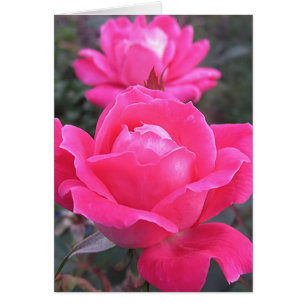 Rosa Doppelte Rose