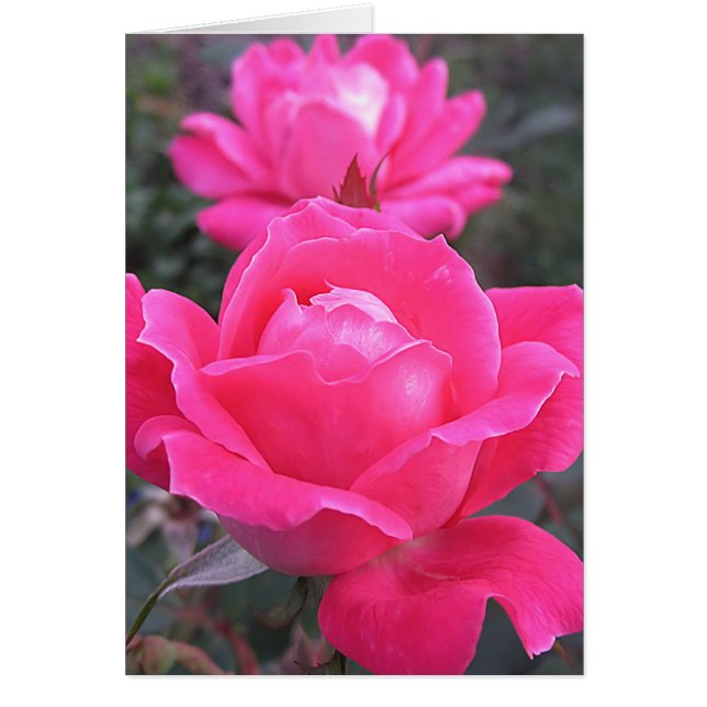 Rosa Doppelte Rose (Vorne)