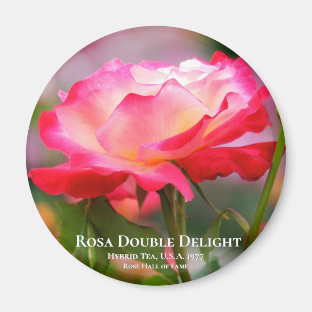 Rosa Double Delight Magnet (Vorne)