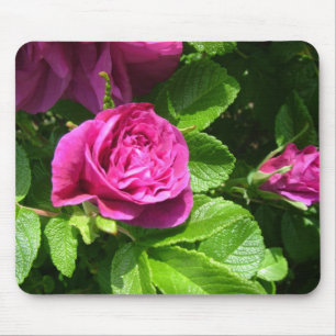 Rosa duftende Rosenblüten mit grünen Blättern Mousepad