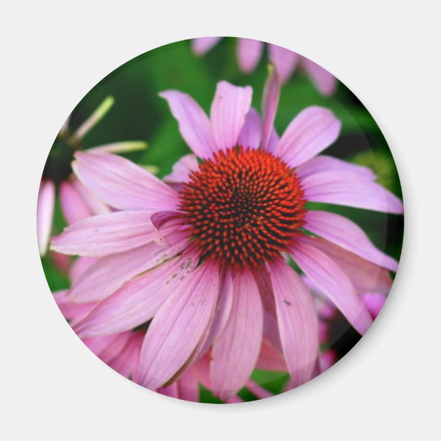 Rosa Echinacea-Blume-Magnet Magnet (Vorne)
