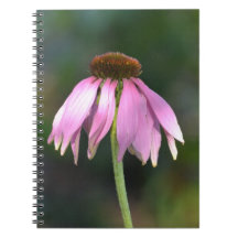 Rosa Echinacea Flower Fotografie