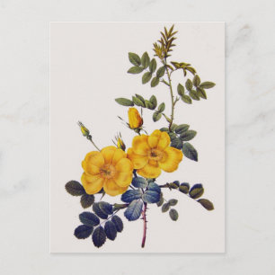Rosa Eglanteria, P. J. Redoute, wilde gelbe Rosen Postkarte