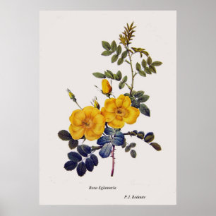 Rosa Eglanteria, wilde Rose, P. J. Redoute Poster