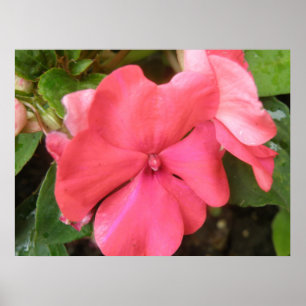 Rosa Eingeweihte Blume Makro drucken Poster