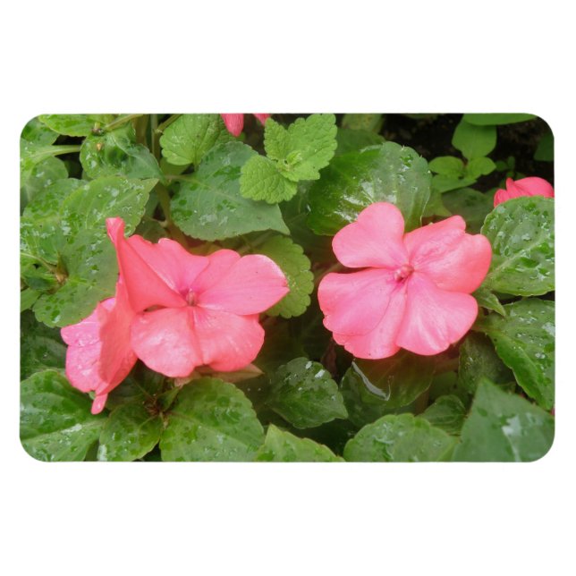 Rosa Eingeweihte Blume Premium Magnet (Horizontal)