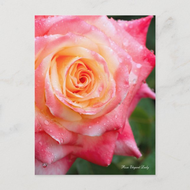 Rosa Elegant Lady [Postcard] Postkarte (Vorderseite)