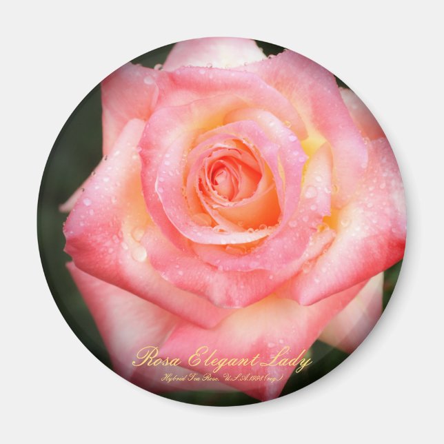 Rosa Elegant Lady：Round Magnet (Vorne)