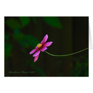 Rosa elegante Kosmos-Blume