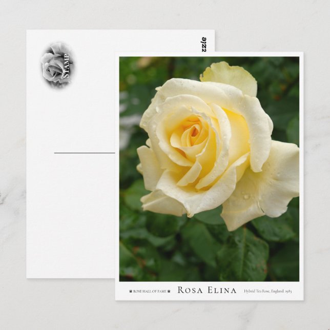 Rosa Elina Postkarte (Vorne/Hinten)