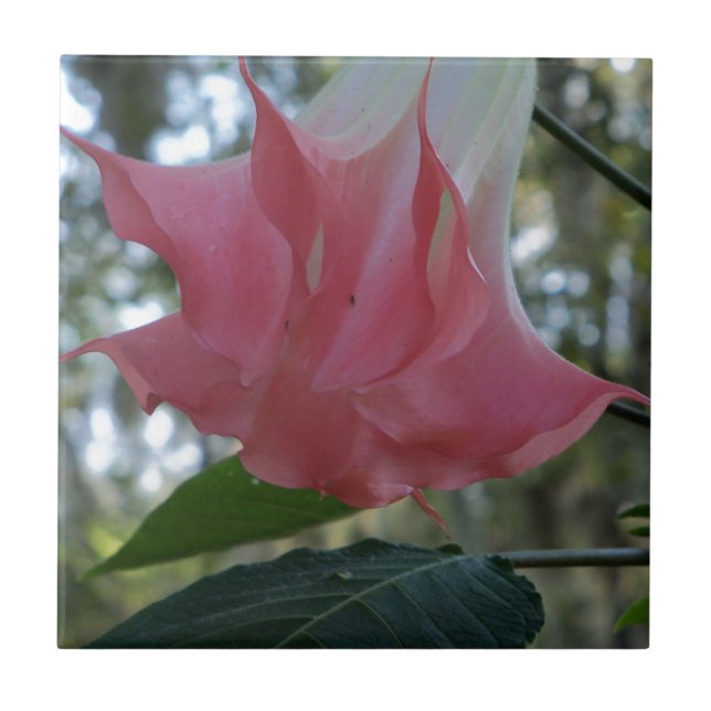 Rosa Engel Trompete Blume Fliese (Vorderseite)