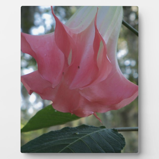 Rosa Engel Trompete Blume Fotoplatte (Vorderseite)