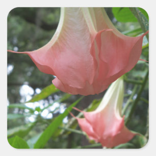 Rosa Engel Trompete Blume Quadratischer Aufkleber