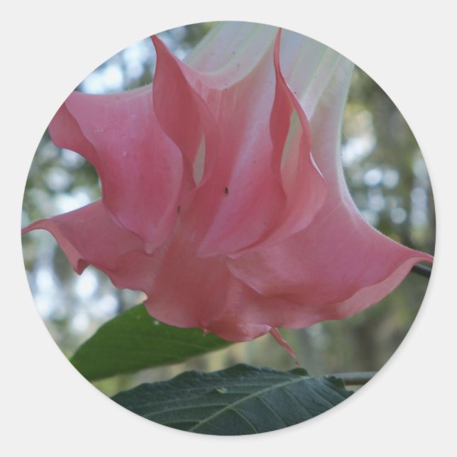 Rosa Engel Trompete Blume Runder Aufkleber (Vorderseite)