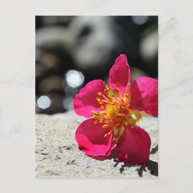 Rosa Erdbeeren Blume Fotografie Postkarte (Vorderseite)