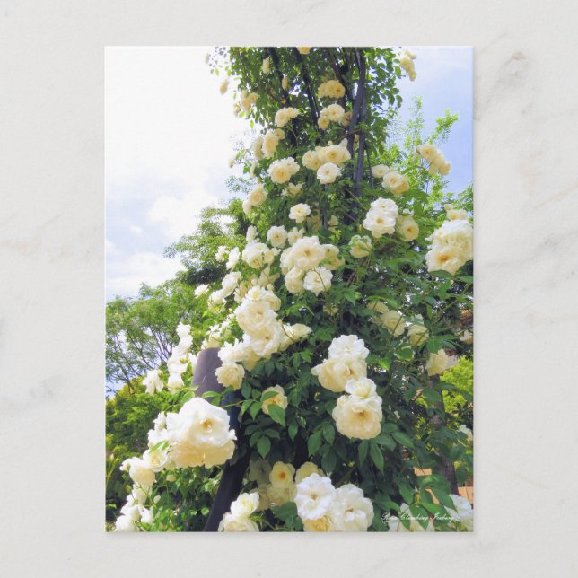 Rosa Escalade Iceberg : Carte postale (Devant)