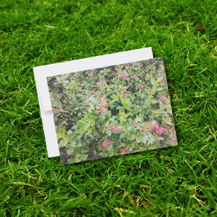Rosa Escallonia Blume im Grünen Postkarte
