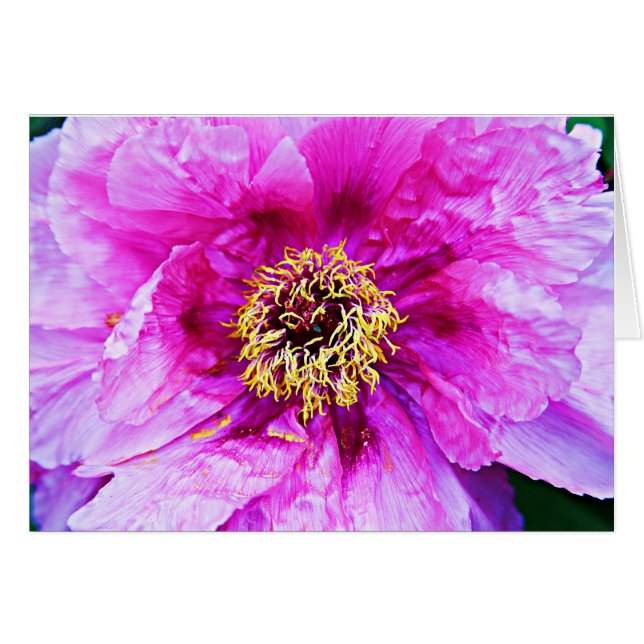 Rosa Explosion (Vorderseite (Horizontal))