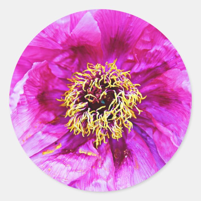 Rosa Explosion Runder Aufkleber (Vorderseite)