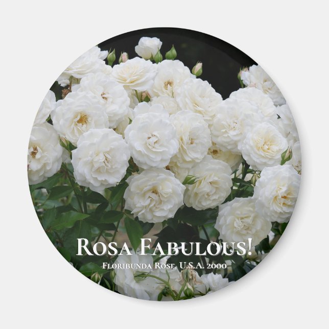 Rosa Fabulous! Magnet (Vorne)