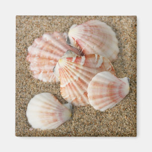 Rosa Fan-Muscheln Magnet