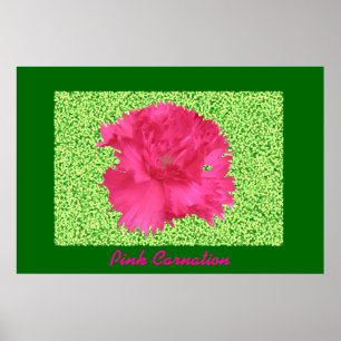 rosa Farbe Poster