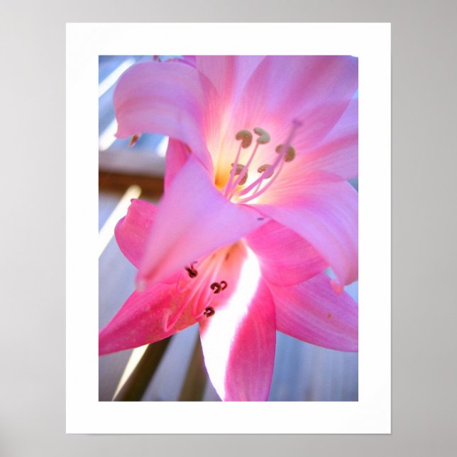 Rosa Februar Poster (Vorne)