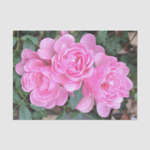Rosa feenhafte Rosen Seidenpapier