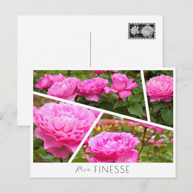 Rosa Finesse Postkarte (Vorne/Hinten)